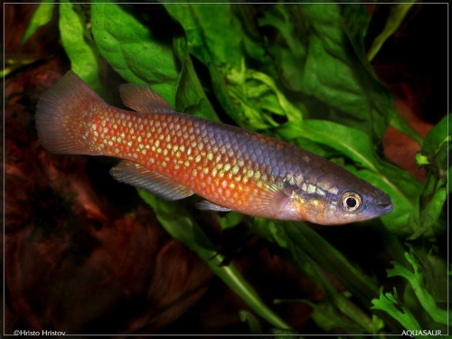 Pachypanchax sakaramyi