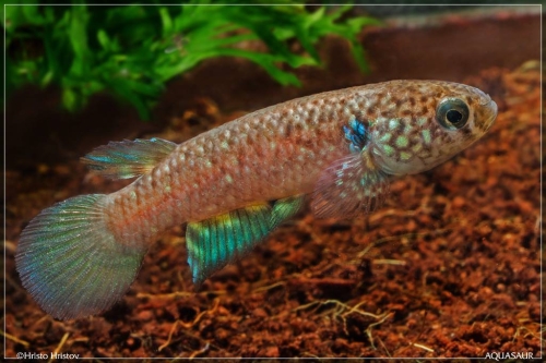 Pituna poranga