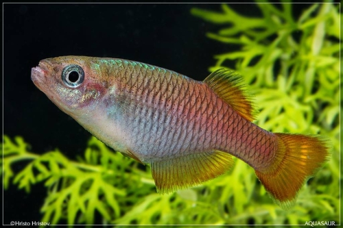 Platypanchax modestus