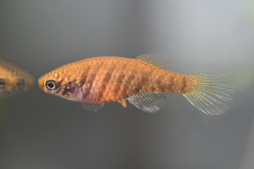 Plesiolebias xavantei "BR 2015-10" female
