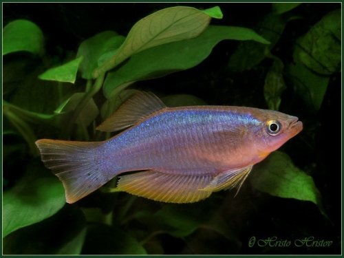 Procatopus