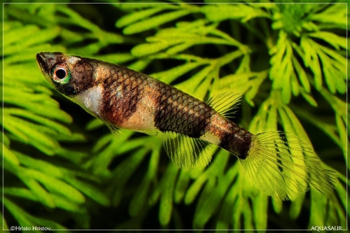 Pseudepiplatys annulatus female