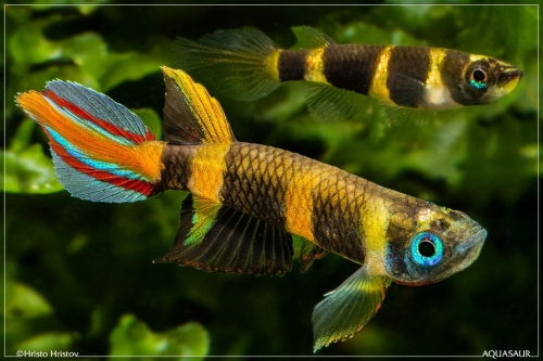 Pseudepiplatys annulatus pair
