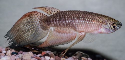 Pterolebias bolivia