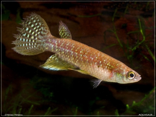 Pterolebias bokermanni Mato Grosso