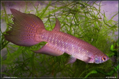 Pterolebias