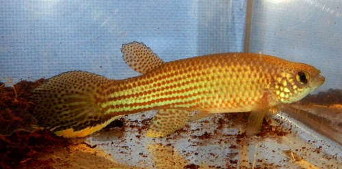 Renova oscari ‘Donna Rosalia' Ven 2014/08
