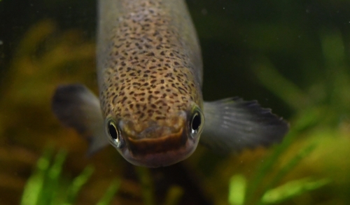 Rivulus cylindraceus headon