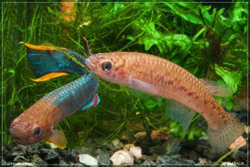 Scriptaphyosemion schmitti Juarzon pair