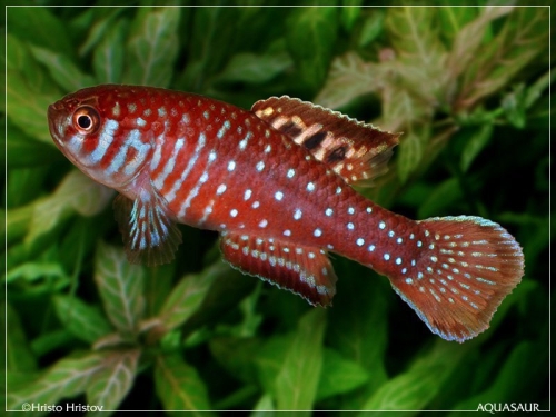 Simpsonichthys boitonei