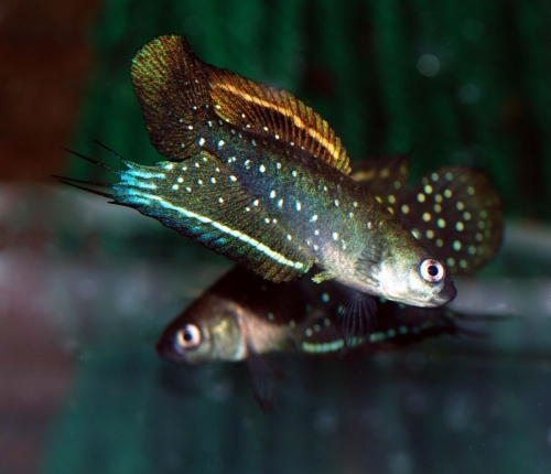 Spectrolebias chacoensis PYEH 06/15