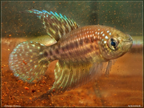 Opthalmolebias constanciae