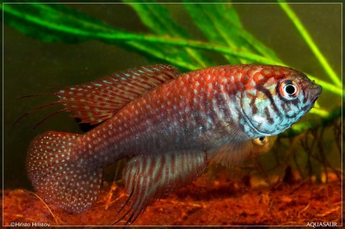 Simpsonichthys espinhacensis TT Minas Gerais