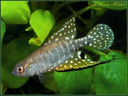 Hypsolebias ghisolfii