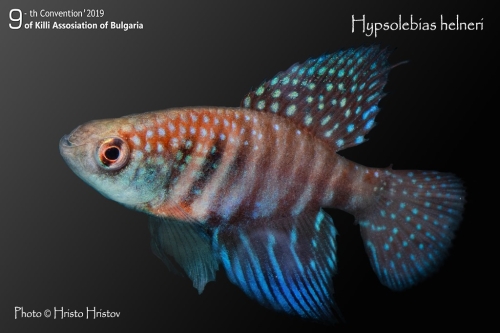 Hypsolebias helneri