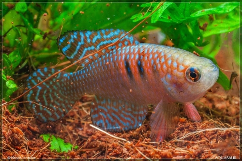 Hypsolebias magnificus