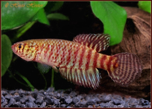 Xenurolebias myersi