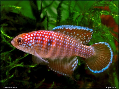 Hypsolebias notatus Alvorada do Norte