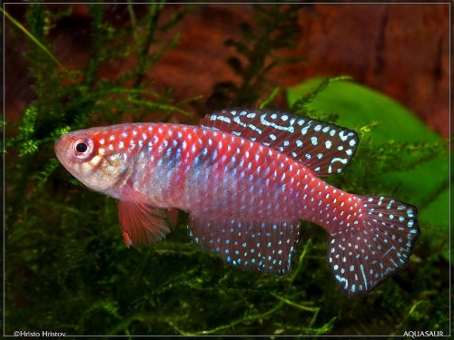 Simpsonichthys picturatus Ibotirama BSFS-08-02