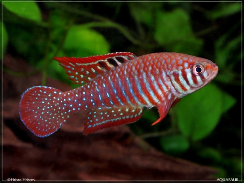 Simpsonichthys santanae male