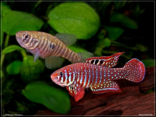 Simpsonichthys santanae pair