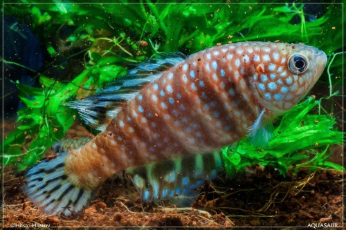 Hypsolebias sp. aff. stellatus Urucuia