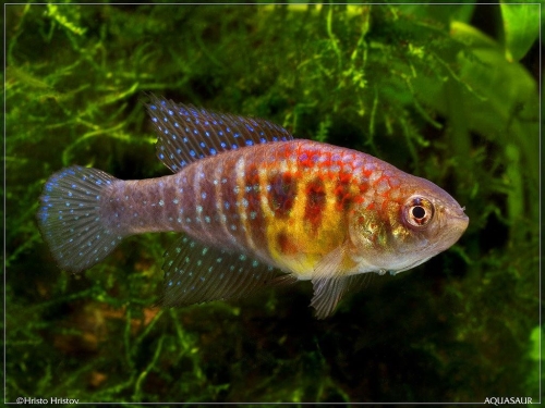 Hypsolebias virgulatus Unai