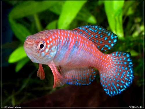 Hypsolebias picturatus Ibotirama BSFS-08-02
