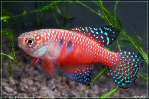 Simpsonichthys Group