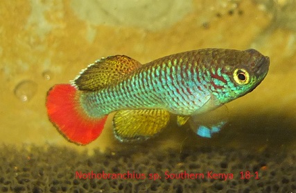 Nothobranchius species South Kenya 18-1
