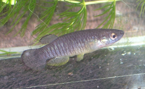 Valencia  robertae 'Pinios River'