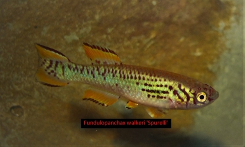 Fundulopanchax walkeri 'Litoriseboris'