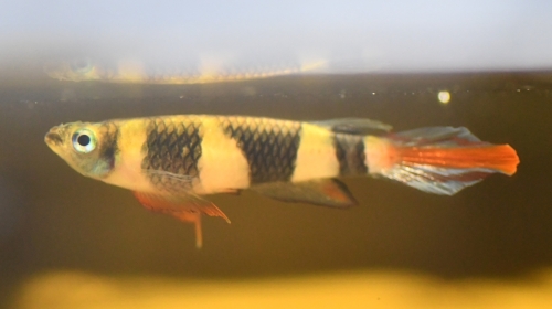 Pseudepiplatys annulatus