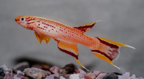 Aphyosemion australe gold