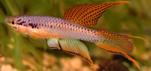 Chromaphyosemion bitaeniatum