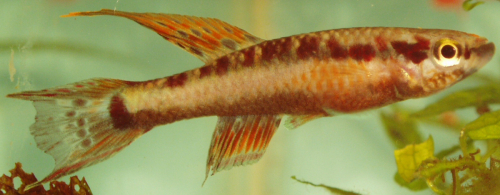 Chromaphyosemion bivittatum 'Funge'