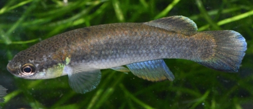 Rivulus cylindraceus noir