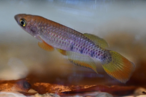 epiplatys chaperi Angona
