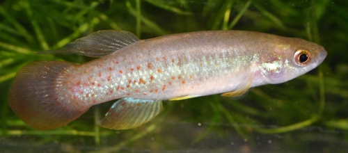Fundulus chrysotus Loc 229