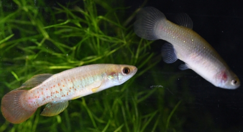 Fundulus chrysotus Loc 229 pair