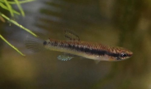 Aphyosemion hera 'Bengui' GJS 2000-29 fry