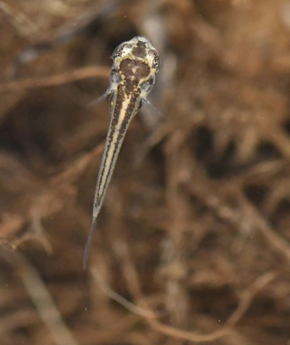 rivulus cylindraceus