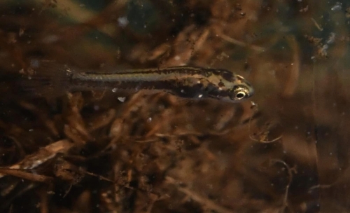 rivulus cylindraceus fry